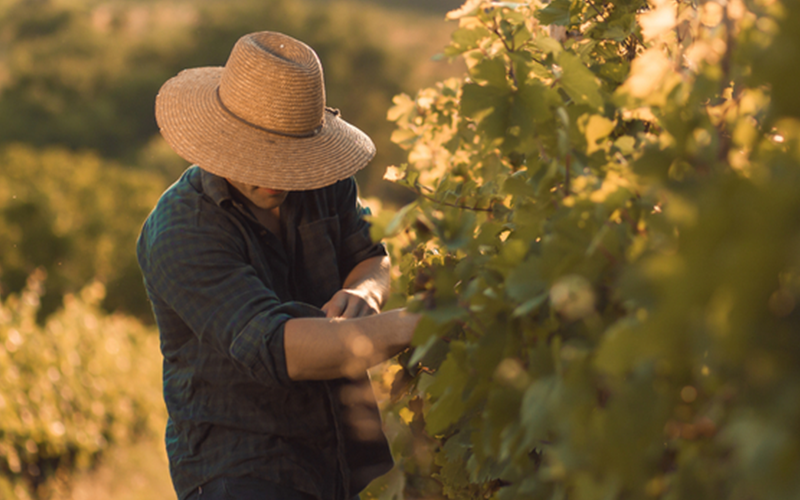 Nachhaltigkeit im Weinanbau
