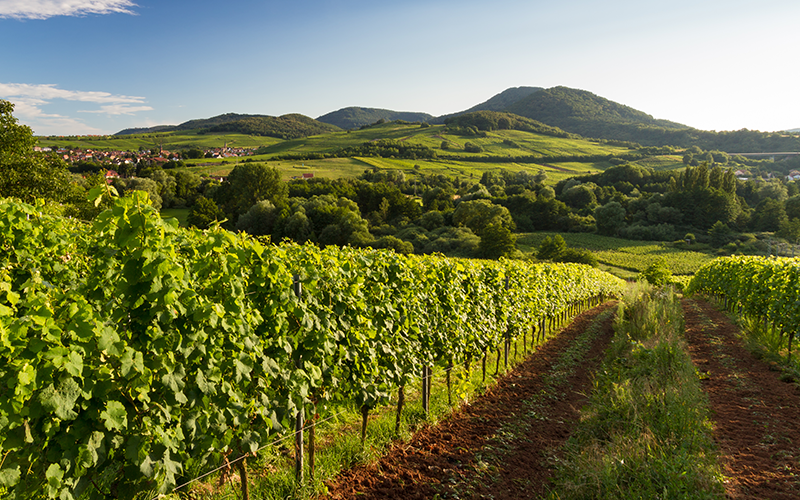 Die Weinregion Pfalz