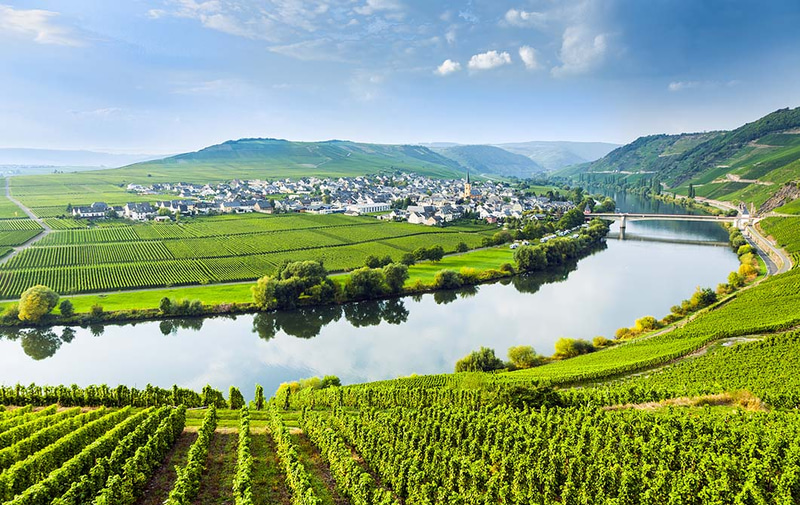 Weinberg Mosel