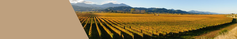 Premium Weine aus Australien & Neuseeland