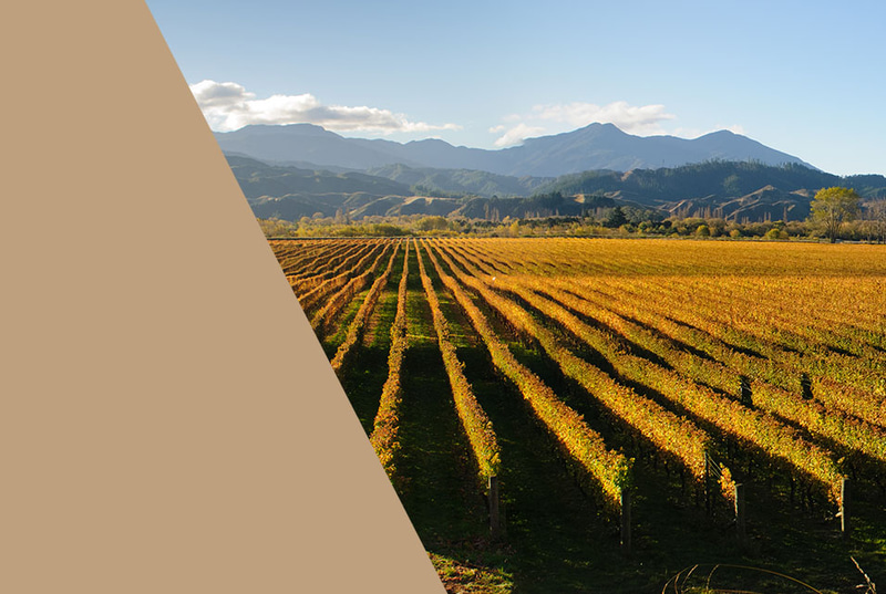 Premium Weine aus Australien & Neuseeland