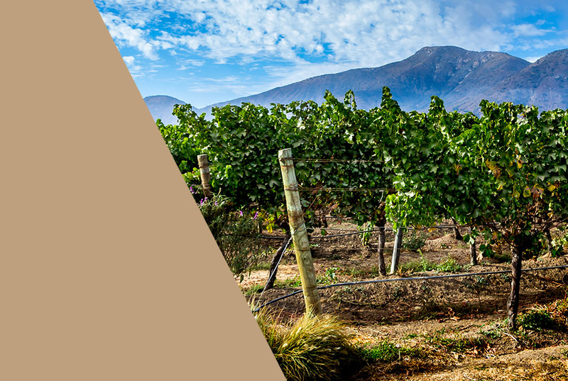 Premium Weine aus Argentinien & Chile