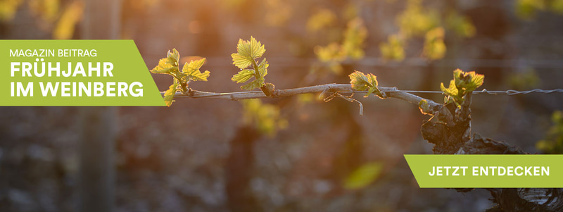 Frühjahr im Weinberg