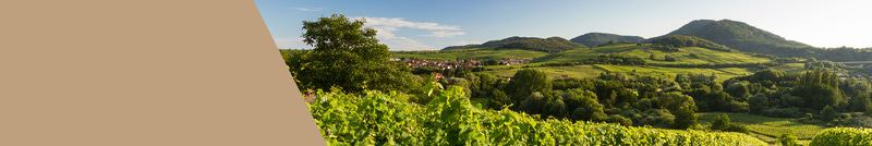 Premium Weine aus Deutschland