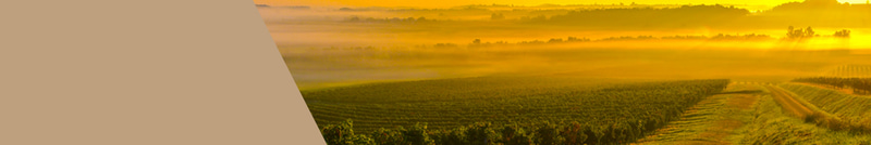 Premium Weine aus Frankreich