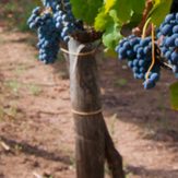 Rebsorte Aglianico