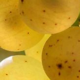 Rebsorte Auxerrois