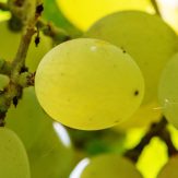 Rebsorte Bacchus