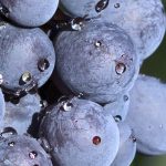 Rebsorte Primitivo
