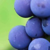 Rebsorte Cabernet Sauvignon