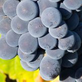 Rebsorte Carignan