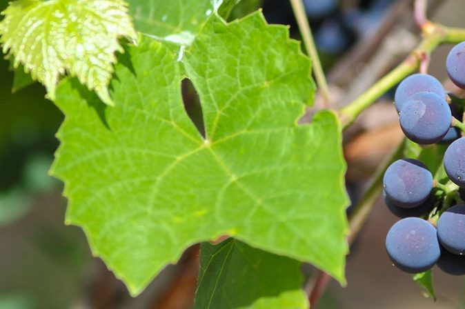 Rebsorte Carménère