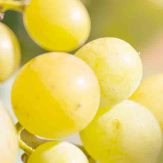 Sémillon