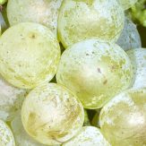 Rebsorte Chenin Blanc