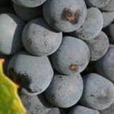 Rebsorte Gamay