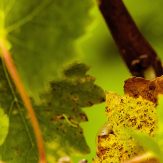 Gewürztraminer