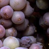 Grenache