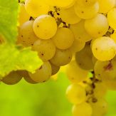 Fiano