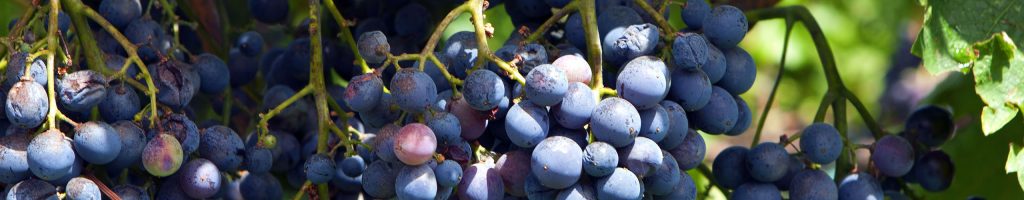 Muscat Bleu - Alles Wissenswerte zur Rebsorte