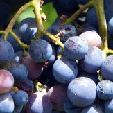 Rebsorte Muscat Bleu