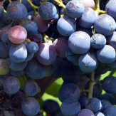 Rebsorte Nero d’Avola