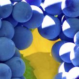 Rebsorte Pinot Noir