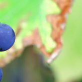 Rebsorte Pinotage
