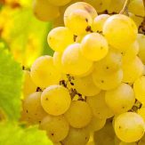 Riesling