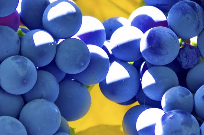 Rebsorte Rosenmuskateller