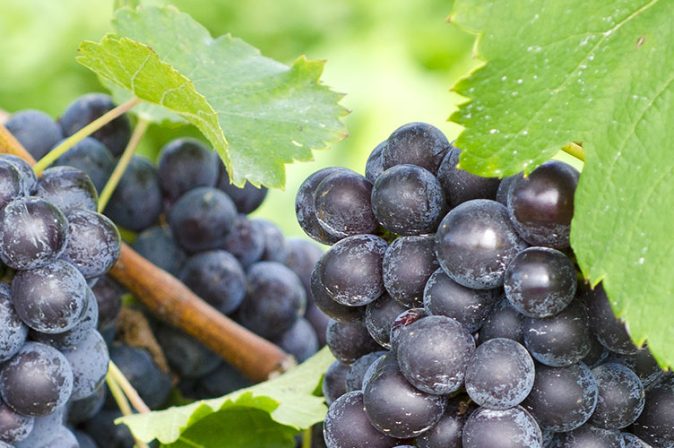 Rebsorte St. Laurent