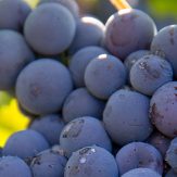 Rebsorte Tannat