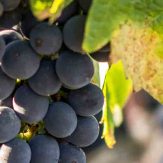 Rebsorte Tempranillo
