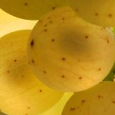 Rebsorte Verdejo