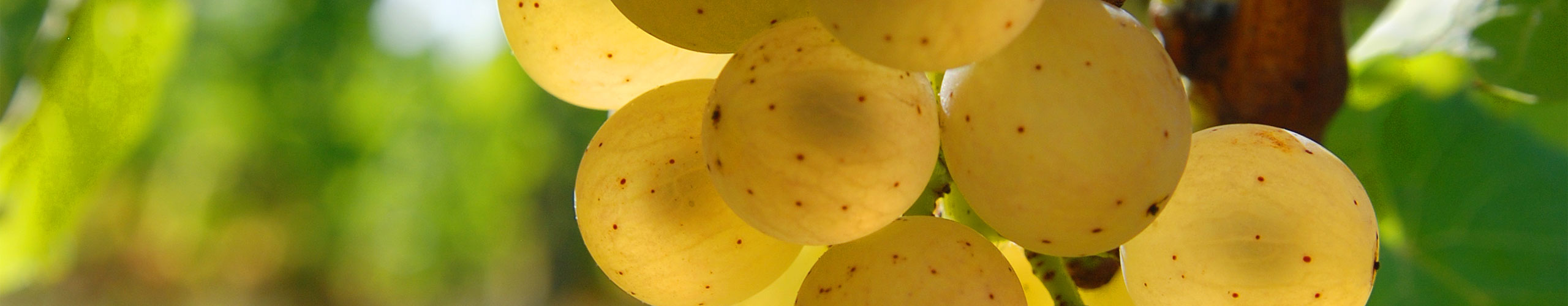 Verdejo Alles Wissenswerte zur Rebsorte Weinfreunde Magazin