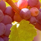 Rebsorte Nebbiolo