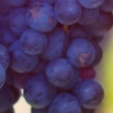 Rebsorte Cabernet Franc