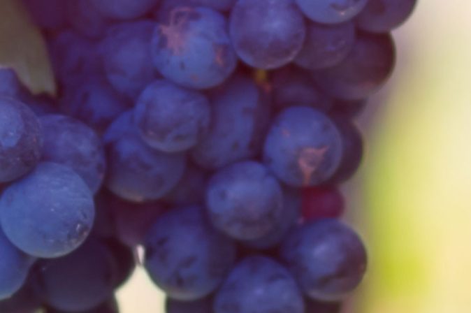 Rebsorte Cabernet Franc