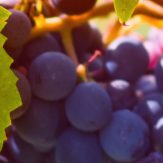 Rebsorte Merlot