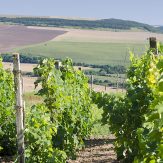 Weinland Bulgarien