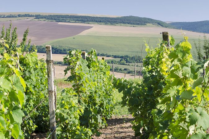 Weinland Bulgarien