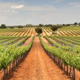 Weinland Spanien