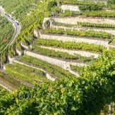 Weinregion Baden