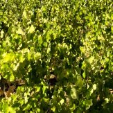 Basilikata: Weinanbau unter schwierigen Bedingungen