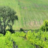 Weinregion Burgenland