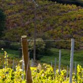 Burgund: Chardonnay und Pinot Noir allerhöchster Güte
