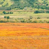 Colchagua Valley