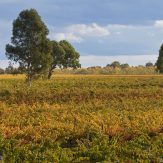 Coonawarra