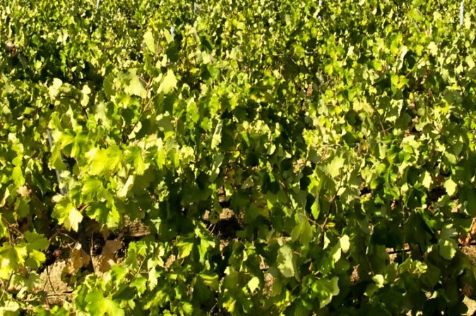 Friaul-Julisch Venetien: exzellenter Weißweine aus Italiens Nordosten