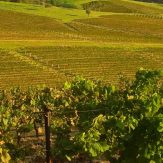 Hunter Valley