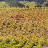 Weinregion Kalifornien